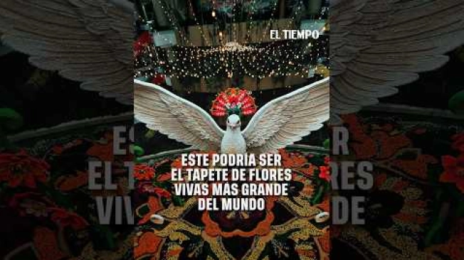 Cada año, durante la Feria de las Flores de Medellín, la plaza central del Centro Comercial Santafé se convierte en uno de los escenarios más visitados gracias a su tradicional tapete de flores.  La monumental instalación artística, elaborada con miles de plantas y flores cuidadosamente organizadas, crea figuras, relieves y diseños que rinden homenaje a la tradición silletera, uno de los símbolos culturales más representativos de Antioquia.  Esta obra efímera se ha convertido en una de las grandes atracciones de la feria, reuniendo a visitantes y turistas que llegan para admirar el colorido montaje y reconocer el legado de los silleteros.  #FeriaDeLasFlores #Medellín #TapeteDeFlores #Silleteros #Antioquia #CentroComercialSantafé #ElTiempo #Actualidad #Turismo #Tradición #Colombia #Cultura  SUSCRÍBETE: https://bit.ly/eltiempoYT   Síguenos en nuestras redes sociales: X: https://twitter.com/eltiempo  Facebook: https://www.facebook.com/eltiempo  Instagram: https://www.instagram.com/eltiempo   El Tiempo es el medio líder de noticias en Colombia, caracterizado por sus investigaciones y reportajes exclusivos, sobre:  justicia, deportes, economía, política, cultura, tecnología, innovación, cambio climático, entre otros eventos noticiosos en Colombia y el mundo.  Para mayor información ingresa a: https://www.eltiempo.com   Otros canales de El Tiempo Citytv: https://www.youtube.com/c/citytvbogota   Bravíssimo Citytv: https://www.youtube.com/c/BRAVISSIMOCITYTV   Portafolio: https://www.youtube.com/user/PortafolioCO   Futbolred: https://www.youtube.com/c/FutbolRedCO
