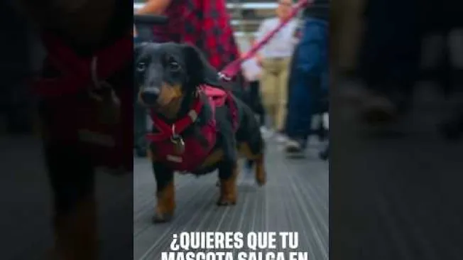 Envía la foto de tu peludito para que pueda ser parte de un homenaje por el Día de los Animales. Se seleccionarán las mejores imágenes. Postúlalo aquí: https://www.eltiempo.com/vida/medio-ambiente/la-foto-de-tu-mascota-puede-salir-en-las-paginas-de-el-tiempo-impreso-y-en-nuestras-redes-sociales-postulalo-aqui-3585942
#eltiempo #NoticiasColombia #ÚltimaHora
SUSCRÍBETE: https://bit.ly/eltiempoYT
Síguenos en nuestras redes sociales:
X: https://twitter.com/eltiempo
Facebook: https://www.facebook.com/eltiempo
Instagram: https://www.instagram.com/eltiempo
El Tiempo es el medio líder de noticias en Colombia, caracterizado por sus investigaciones y reportajes exclusivos, sobre: justicia, deportes, economía, política, cultura, tecnología, innovación, cambio climático, entre otros eventos noticiosos en Colombia y el mundo.
Para mayor información ingresa a: https://www.eltiempo.com
Otros canales de El Tiempo
Citytv: https://www.youtube.com/c/citytvbogota
Bravíssimo Citytv: https://www.youtube.com/c/BRAVISSIMOCITYTV
Portafolio: https://www.youtube.com/user/PortafolioCO
Futbolred: https://www.youtube.com/c/FutbolRedCO
