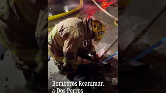 Elementos del Departamento de Bomberos de Phoenix reanimaron a dos perros que inhalaron humo de un incendio. No había personas en la casa en llamas y no se reportan lesionados.

#viralnmás
#shorts 
#nmás

Suscríbete aquí: https://www.youtube.com/c/nmas

Síguenos en WhatsApp:
https://whatsapp.com/channel/0029Va3HRKF6mYPDarLE3C1w
https://whatsapp.com/channel/0029Va6iWbA9RZAaopBolH0T

Síguenos también en:
Facebook: https://www.facebook.com/nmas.com.mx/
Twitter: https://twitter.com/nmas
Instagram: https://www.instagram.com/n.mas/
TikTok: https://www.tiktok.com/@n.mas