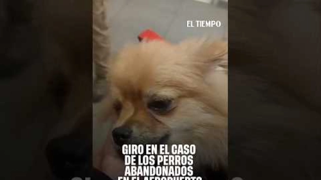 #ElTiempo #ElDorado #MaltratoAnimal #MiloYRimy #Bogotá #NoticiasHoy
Mientras Milo y Rymy, los dos cachorros pitbull y pomerania que fueron abandonados el pasado 30 de septiembre en el aeropuerto El Dorado, se recuperan en un centro veterinario, los dueños, la empresa de viajes y la Alcaldía entraron en una fuerte disputa por resolver el lío alrededor del maltrato que sufrieron estos animales. La familia denuncia que enviaron a los perros con una agencia y esta los dejó a su suerte en la terminal aérea. El caso llegó a la inspección de Paz y Convivencia de Bogotá, donde se evaluarán los argumentos y se definirá la custodia de los animales, mientras el Distrito los tiene bajo su custodia en cuarentena.
SUSCRÍBETE: https://bit.ly/eltiempoYT
Síguenos en nuestras redes sociales:
X: https://twitter.com/eltiempo
Facebook: https://www.facebook.com/eltiempo
Instagram: https://www.instagram.com/eltiempo
El Tiempo es el medio líder de noticias en Colombia, caracterizado por sus investigaciones y reportajes exclusivos, sobre: justicia, deportes, economía, política, cultura, tecnología, innovación, cambio climático, entre otros eventos noticiosos en Colombia y el mundo.
Para mayor información ingresa a: https://www.eltiempo.com
Otros canales de El Tiempo
Citytv: https://www.youtube.com/c/citytvbogota
Bravíssimo Citytv: https://www.youtube.com/c/BRAVISSIMOCITYTV
Portafolio: https://www.youtube.com/user/PortafolioCO
Futbolred: https://www.youtube.com/c/FutbolRedCO