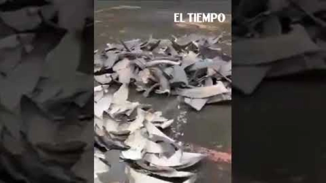 Más de 1.000 tiburones habrían sido sacrificados para obtener 4.235 aletas incautadas por la Policía en Tumaco, Nariño. El cargamento, valorado en hasta $614 millones, tendría como destino mercados asiáticos, principalmente Hong Kong. Una persona fue capturada. #ElTiempo #NoticiasColombia #ÚltimaHora #Tumaco #Tiburones #Nariño #MedioAmbiente #ELTIEMPO

SUSCRÍBETE: https://bit.ly/eltiempoYT 

Síguenos en nuestras redes sociales:
X: https://twitter.com/eltiempo 
Facebook: https://www.facebook.com/eltiempo 
Instagram: https://www.instagram.com/eltiempo 

El Tiempo es el medio líder de noticias en Colombia, caracterizado por sus investigaciones y reportajes exclusivos, sobre:  justicia, deportes, economía, política, cultura, tecnología, innovación, cambio climático, entre otros eventos noticiosos en Colombia y el mundo.

Para mayor información ingresa a: https://www.eltiempo.com 

Otros canales de El Tiempo
Citytv: https://www.youtube.com/c/citytvbogota  
Bravíssimo Citytv: https://www.youtube.com/c/BRAVISSIMOCITYTV  
Portafolio: https://www.youtube.com/user/PortafolioCO  
Futbolred: https://www.youtube.com/c/FutbolRedCO