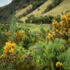 La planta ha invadido zonas de p??ramo del Parque Natural Nacional Los Nevados, en el ??rea del Tolima.