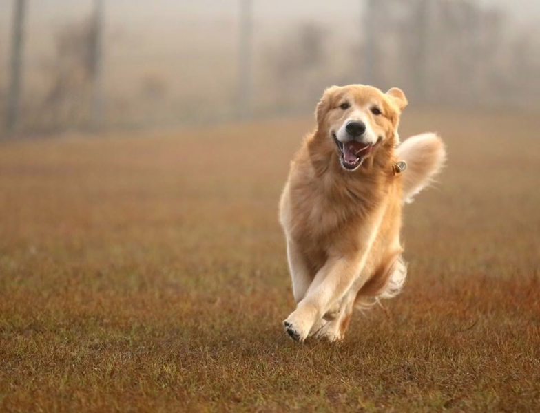 golden retriever