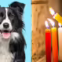 Noche de velitas: nuevas recomendaciones para cuidar a perros y gatos de la pólvora