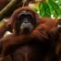 Orangután de Tapanuli.