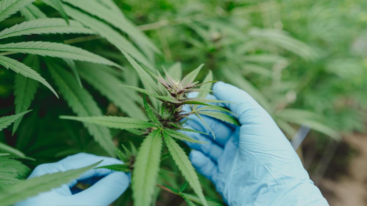 ¿Cuánta marihuana es mucho? La ciencia propone medir el nivel de cannabis que puede consumir una persona