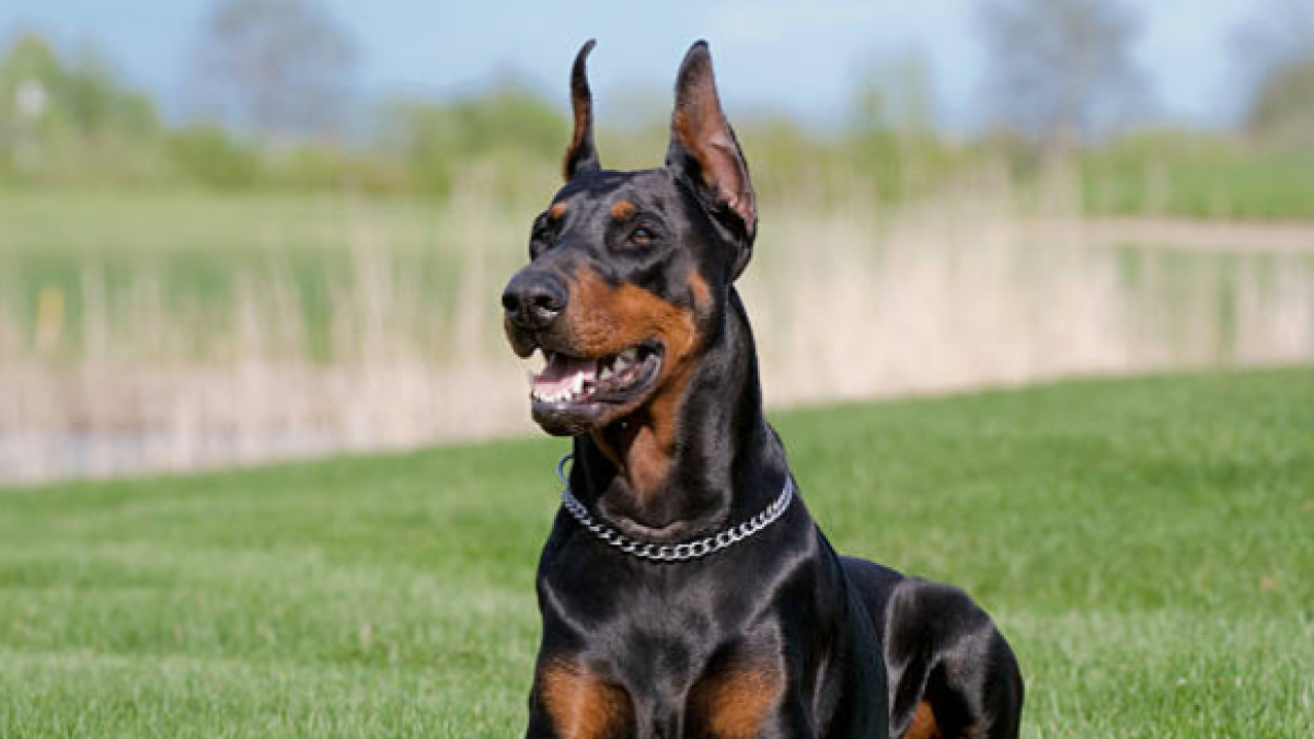 cuál es el perro más protector de todos los tiempos