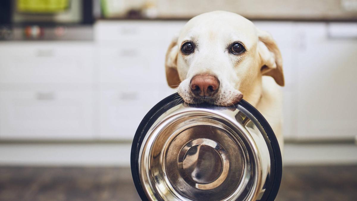 cómo puedo ayudar a mi cachorro con gases