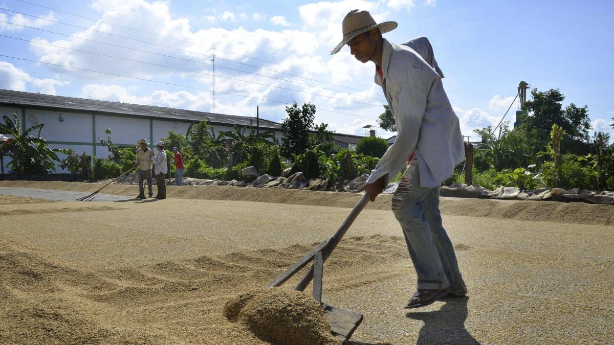 Arroceros piden soluciones rápidas para garantizar la comercialización del arroz paddy verde