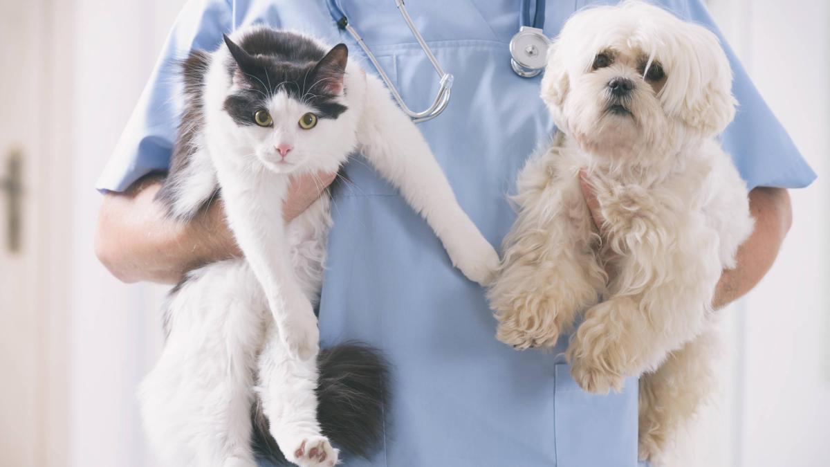 Alertan por procedimientos veterinarios en lugares no autorizados: claves para elegir una clínica adecuada