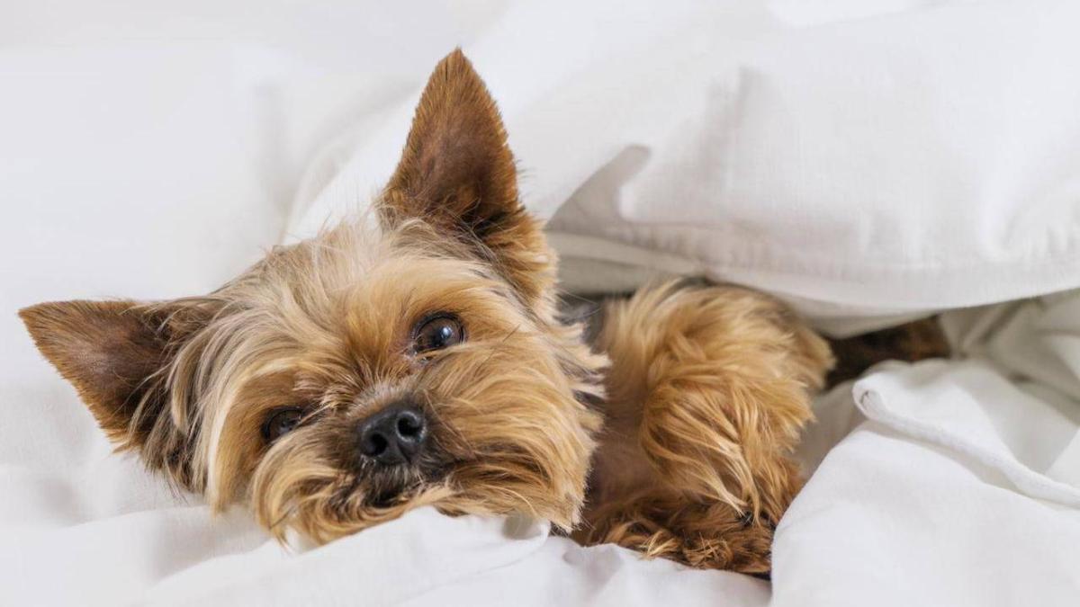 Mascotas conectadas: así transforma la tecnología el cuidado de perros y gatos