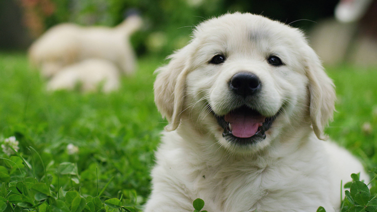 Cuánto tiempo tiene que pasar para separar a un cachorro de su mamá
