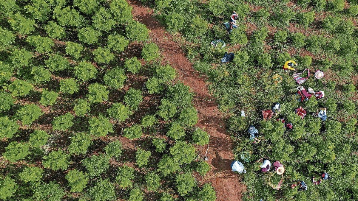 Narcocultivos: estos son los factores que ponen la fumigación de nuevo sobre la mesa