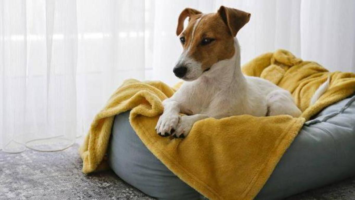 la comida para perros les sabe mal a los perros