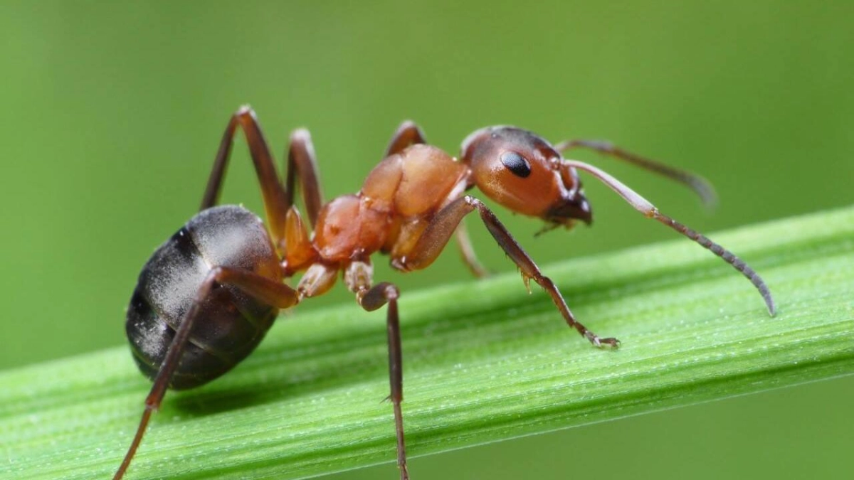 ¿Cómo eliminar hormigas de la casa sin utilizar pesticidas? Remedios caseros