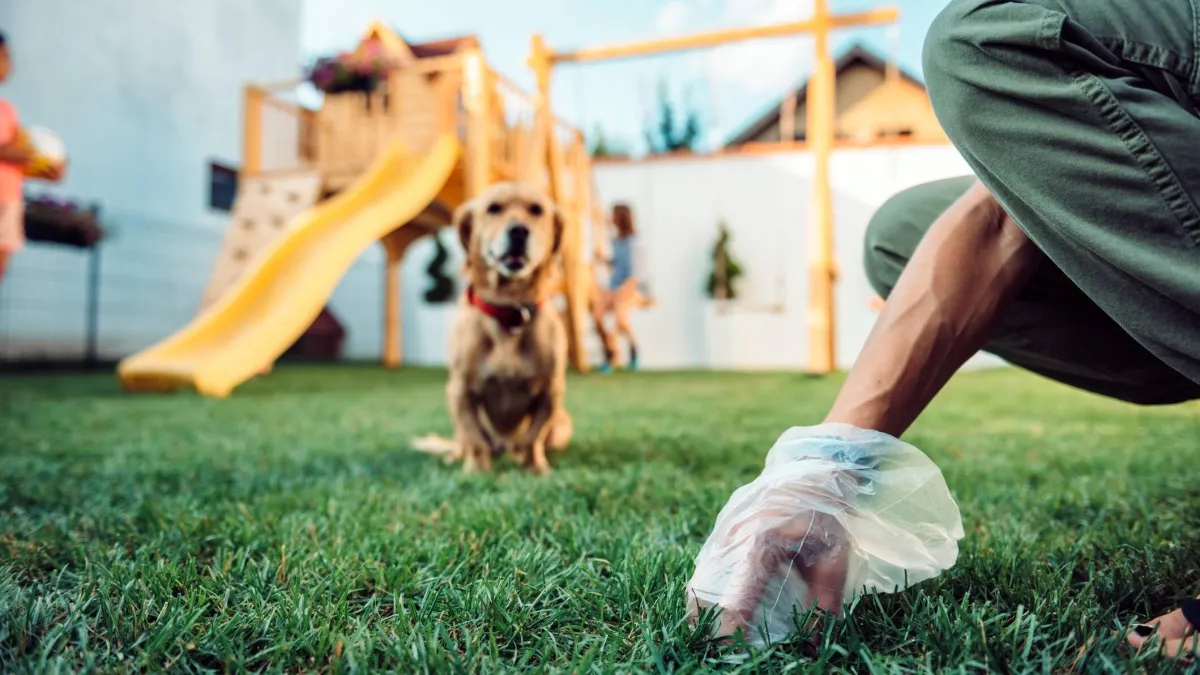 Con pruebas de ADN multarán a dueños de perros que no recojan sus desechos