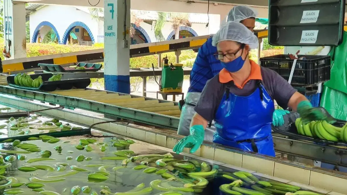Exportaciones de banano del Caribe crecieron 18 % en primer semestre de 2025 y ya aportan más de un tercio del total nacional de envíos