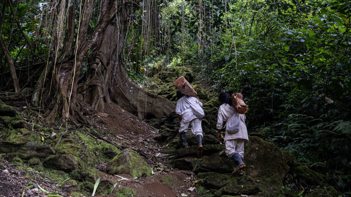 Hoja de coca, un relato que el Gobierno y los pueblos indígenas se resisten a perder