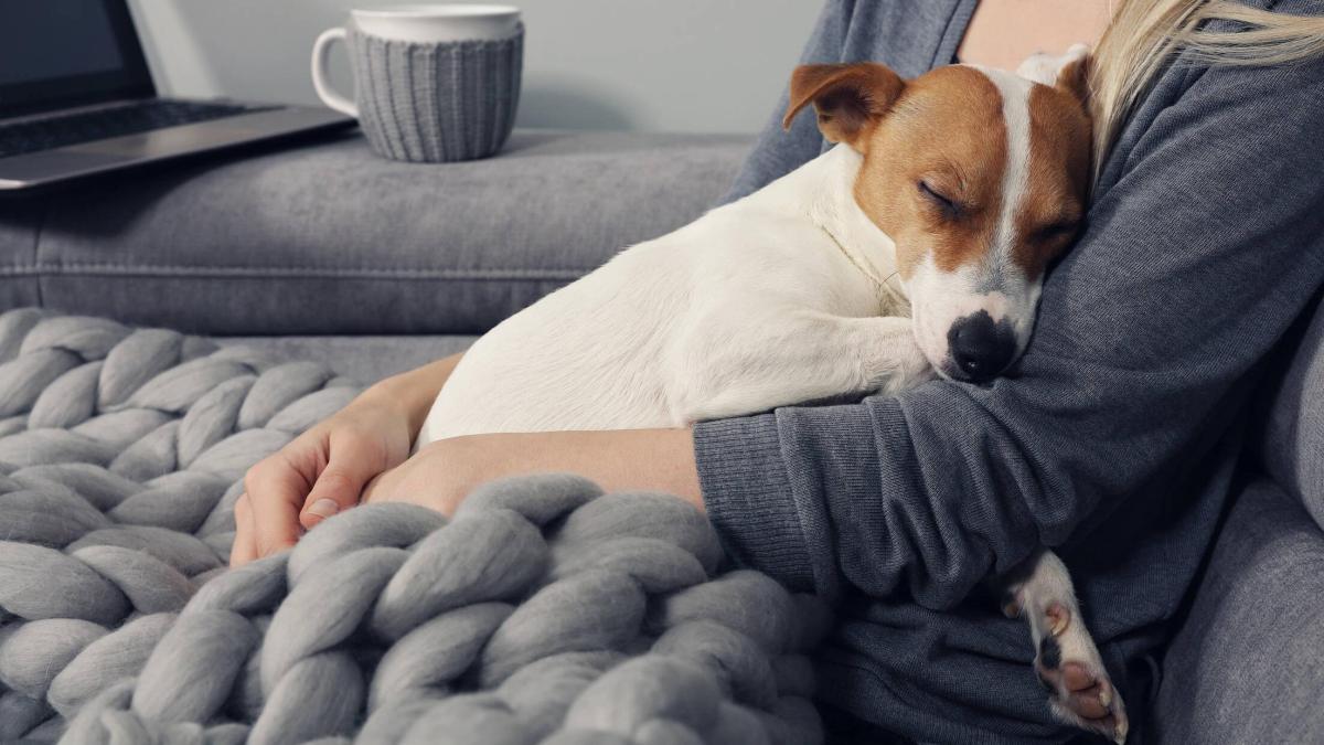 los perros tienen mejores narices que los humanos