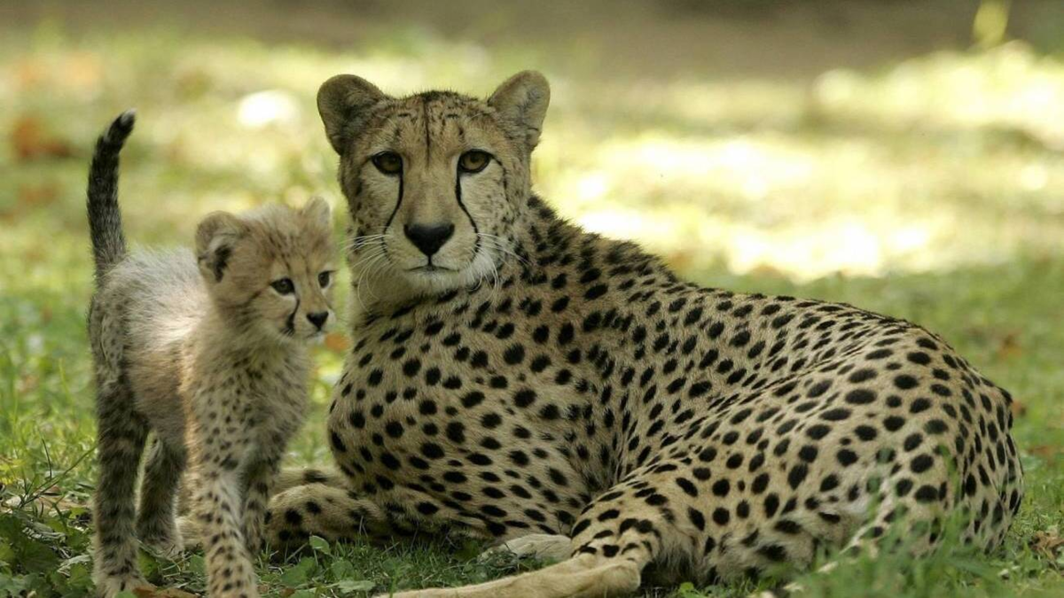 La ONU declara 40 nuevas especies protegidas, incluidas el guepardo y el tiburón martillo