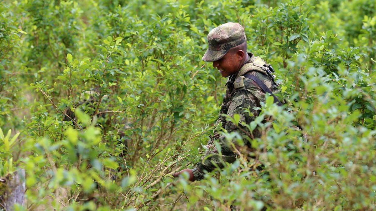 Tras descertificación de Colombia por parte de EE. UU., empresarios alertan por efectos si no hay mejores resultados en lucha contra el narcotráfico