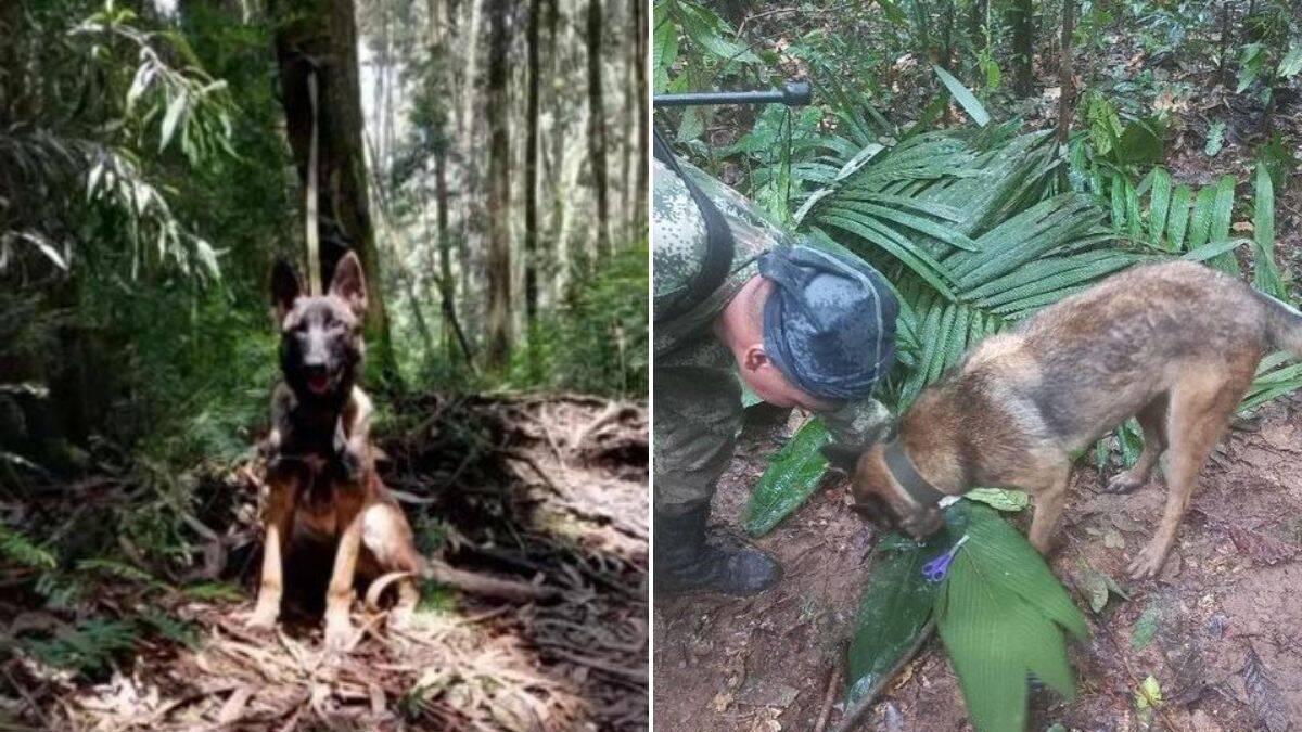 Está vivo el perro Wilson? Lo que dijo integrante de la comunidad Huitoto  tras un año y medio del rescate de niños indígenas