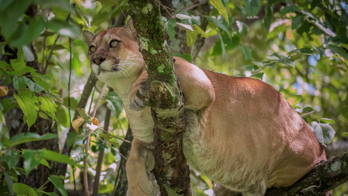 Reportan recientes avistamientos del Puma concolor en varias zonas de Antioquia: esto es lo que debe hacer si se encuentra con uno
