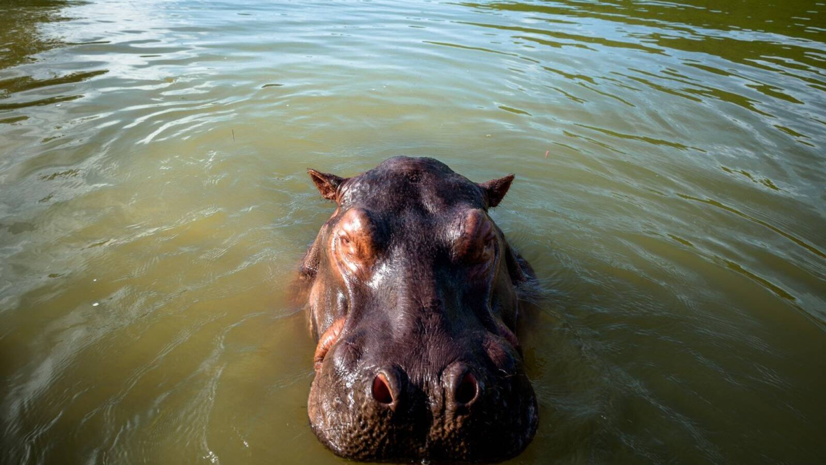 Gobierno activa plan de choque ante hipopótamos invasores; medidas incluyen eutanasia: ‘La ciencia nos pide actuar; las acciones son indispensables’