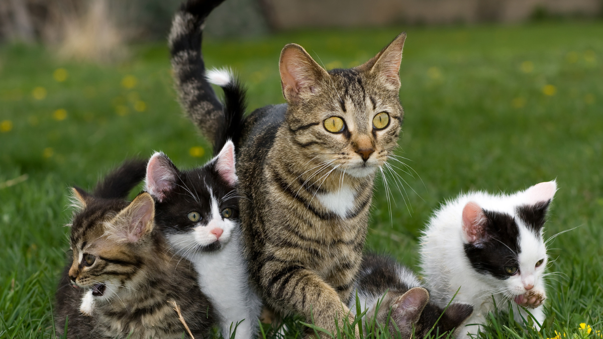 ¡Ojo con su mascota! La multa que podría recibir si deja que su gato deambule solo por zonas comunes de conjuntos residenciales