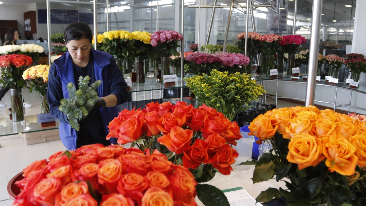 Gobierno Nacional evalúa créditos especiales y refinanciación de deudas para frenar crisis en el sector floricultor