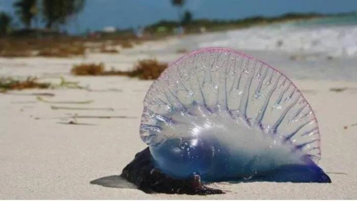 ¿Va para la playa este puente festivo? Tenga precaución tras la alerta de Dimar que reporta la presencia de ‘agua mala’ en el mar de la Región Caribe