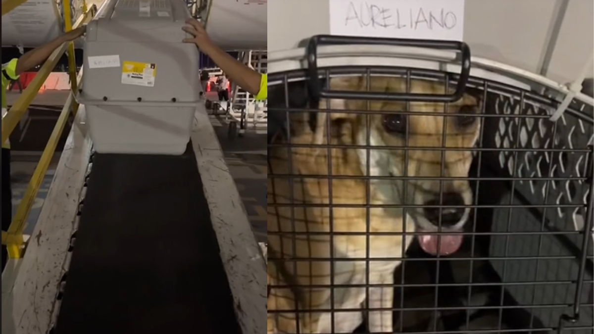 se permiten perros en el centro comercial de aviación