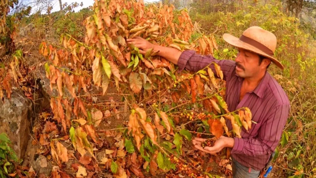 Gobierno confirma el inicio de El Niño en Colombia: llegó tres meses antes de lo esperado y podría convertirse en uno de los más intensos desde 1950