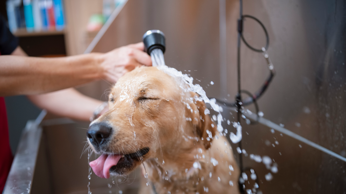 Cuando las mascotas “hablan”: claves para entender el idioma de perros y gatos