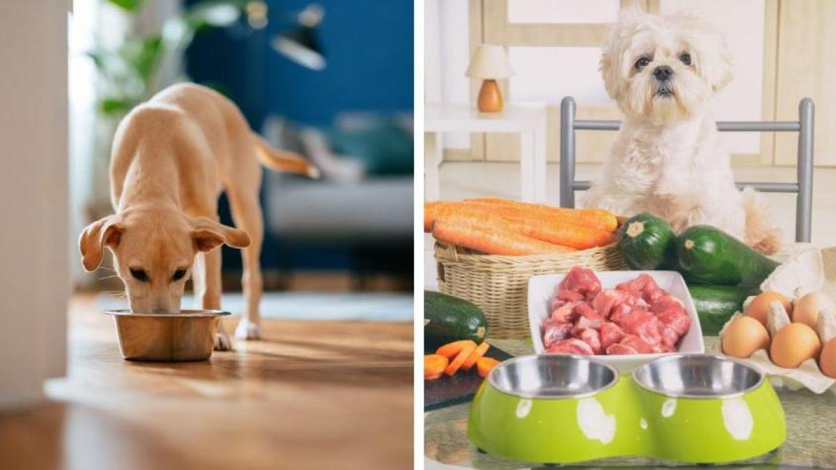 La alimentación de su mascota: una decisión que no se puede tomar a la ligera