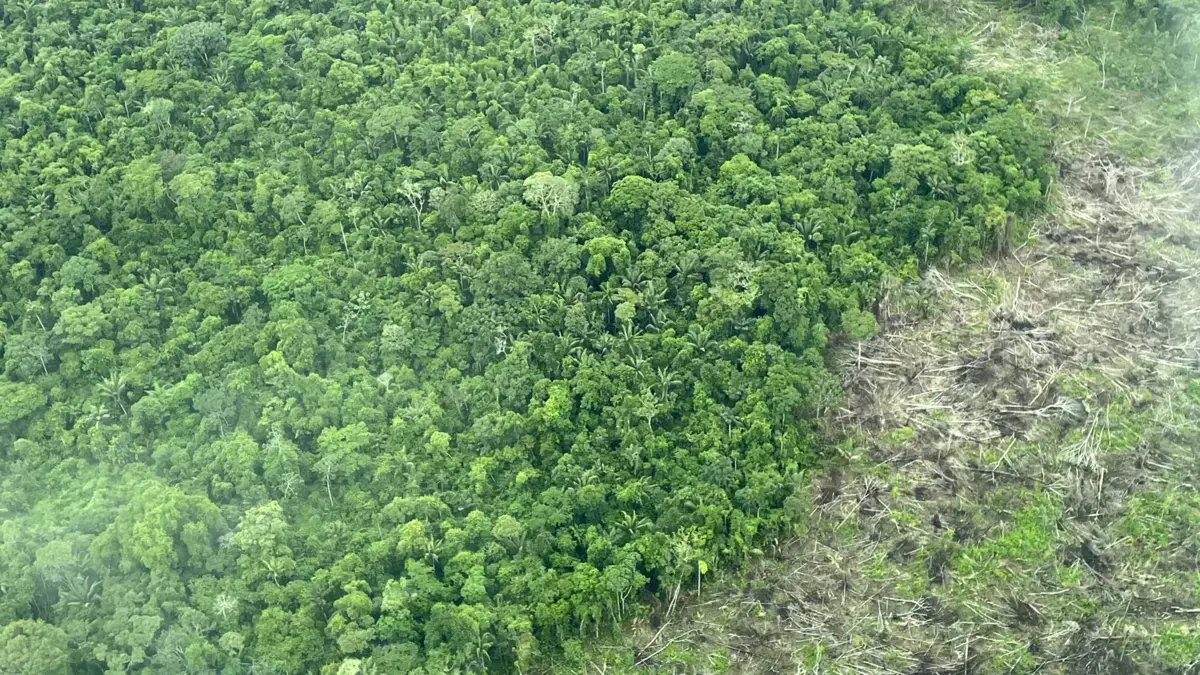 Alertas por deforestación en la Amazonia colombiana cayeron 16 % durante el segundo trimestre de 2025