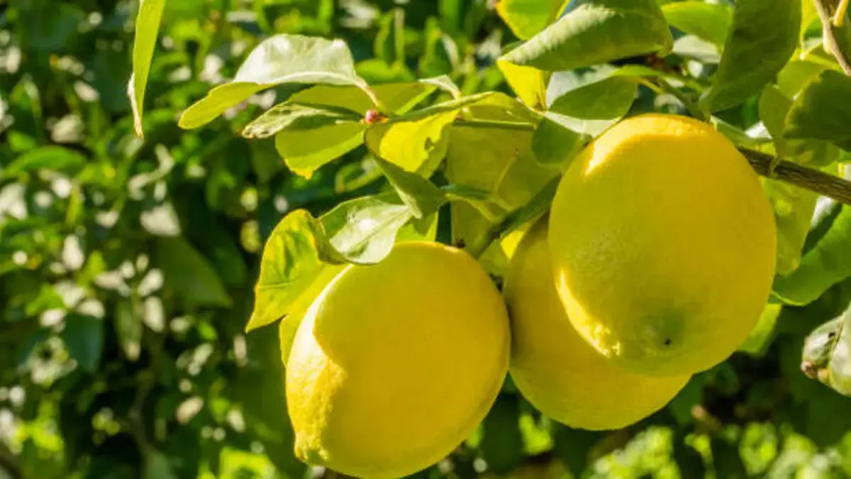 ¿El limón desinfecta frutas y verduras eliminando bacterias? Esto dice la ciencia