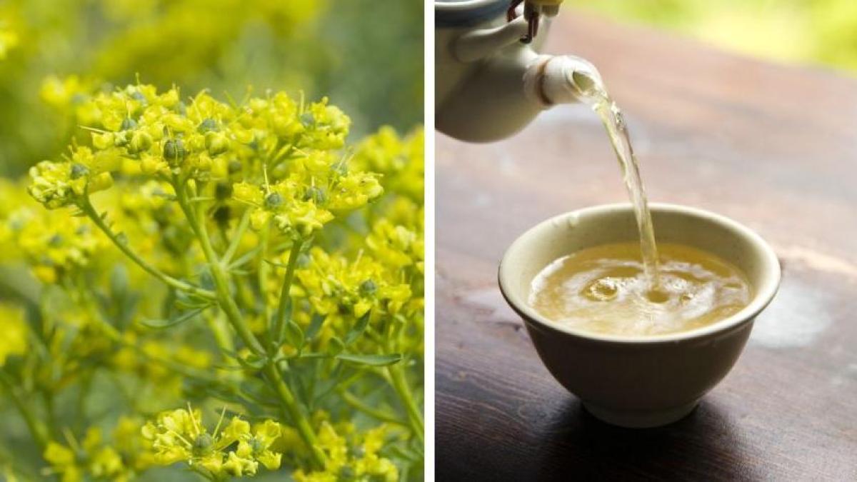 Por qué no se recomienda el té de ruda: riesgos, toxicidad y contraindicaciones para la salud