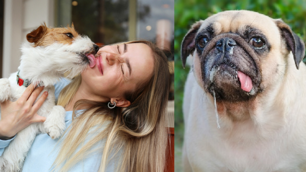 pueden los humanos contraer infecciones de los perros