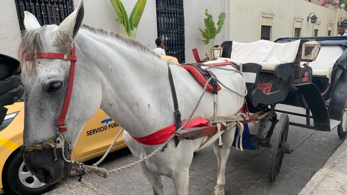 Procuraduría respalda demanda que pide prohibir uso de caballos en actividades turísticas de todo el país: Cartagena y sus carros eléctricos, ejemplo