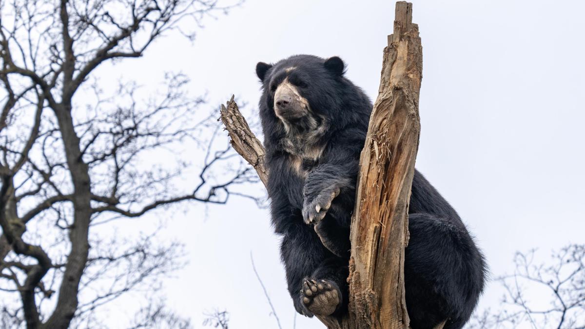 Hay esperanza para el oso andino: aumenta su presencia en las cordilleras Occidental y Central