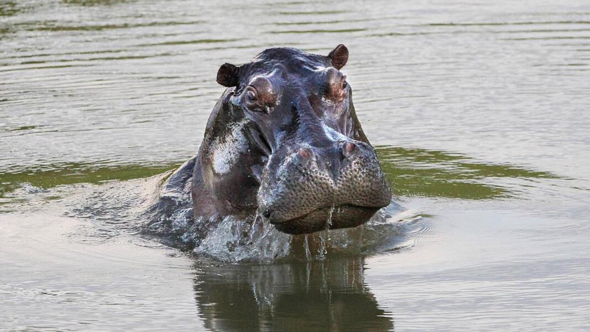 Hipopótamos en Colombia: ¿qué hacer y qué no si se encuentra con uno de estos animales? Sus ataques son mortales
