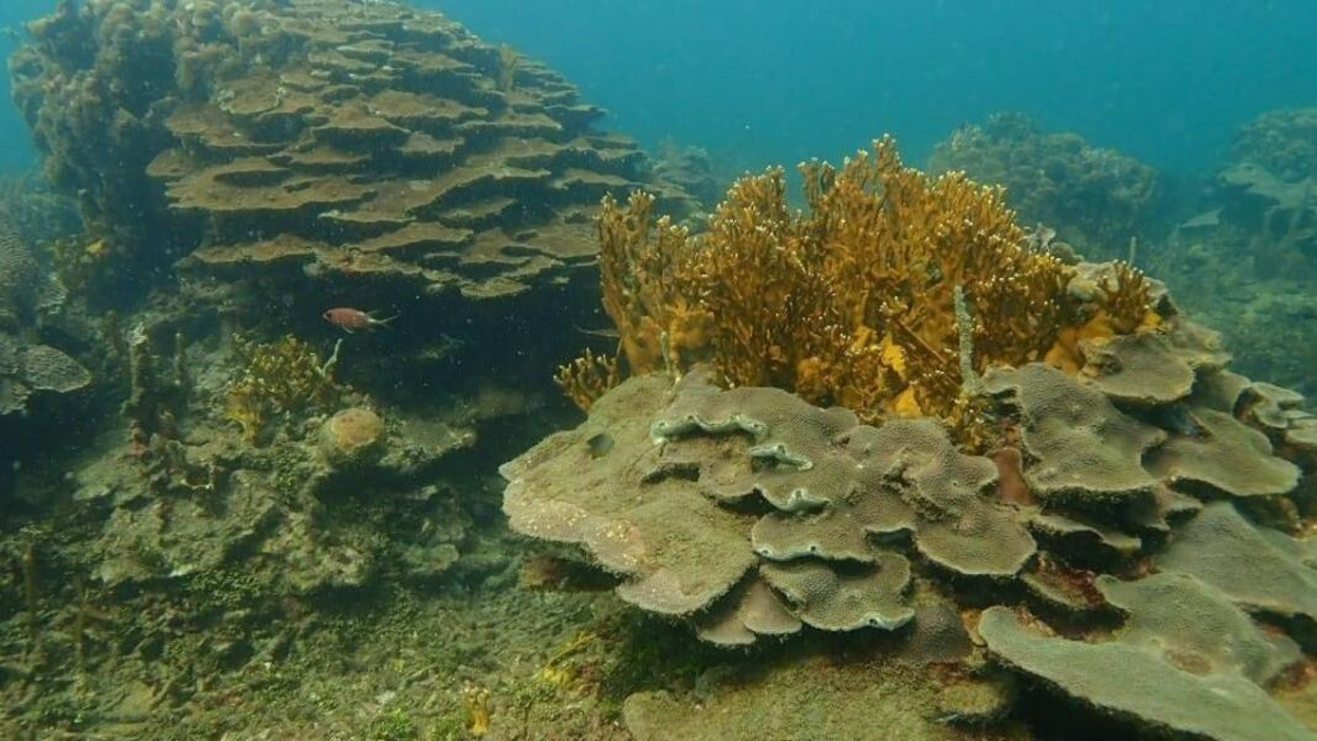 Cartagena avanza en la protección de 2.731 hectáreas del arrecife de Varadero, uno de los más importantes del Caribe colombiano