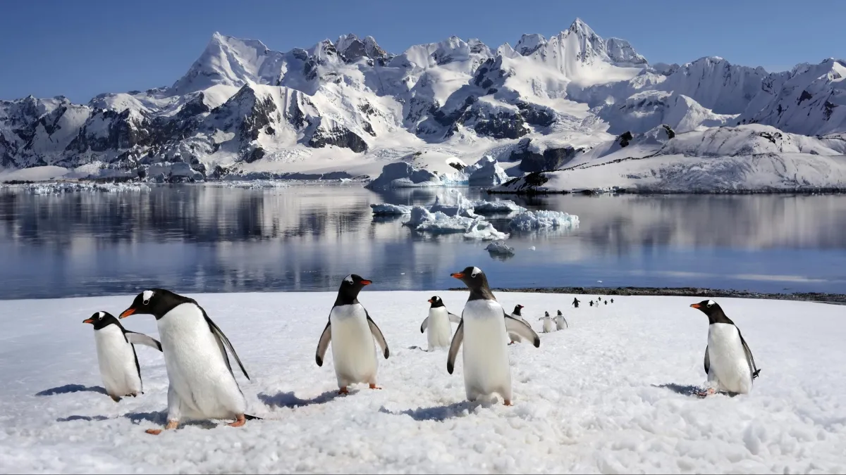 Trivia Maloka | ¿Qué animal tiene la gestación más corta del mundo mamífero?