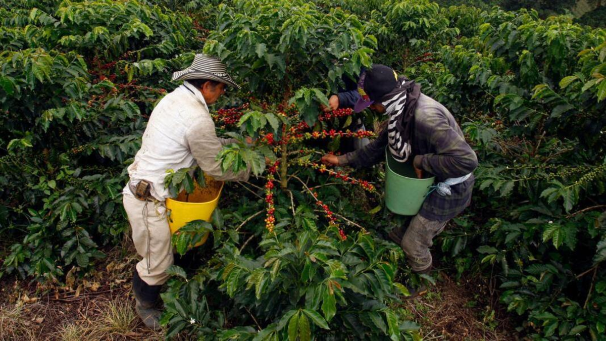 Un sacerdote fue el personaje clave en la expansión inicial del cultivo de café en Colombia