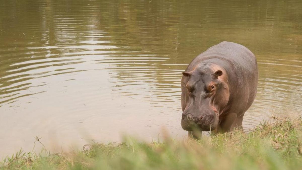 Más allá de la eutanasia masiva: las tres rutas que propone Antioquia para salvar y controlar a los hipopótamos