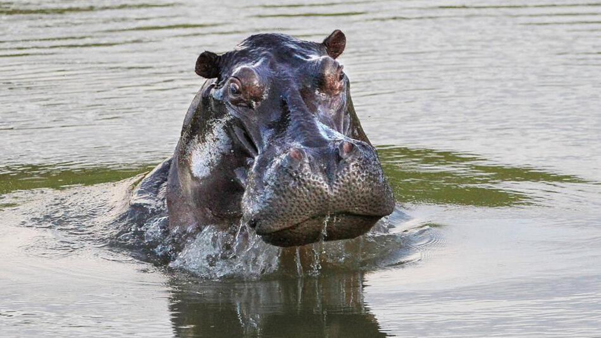 ¿Cómo se les hará la eutanasia a los hipopótamos de Pablo Escobar? MinAmbiente ya definió la manera