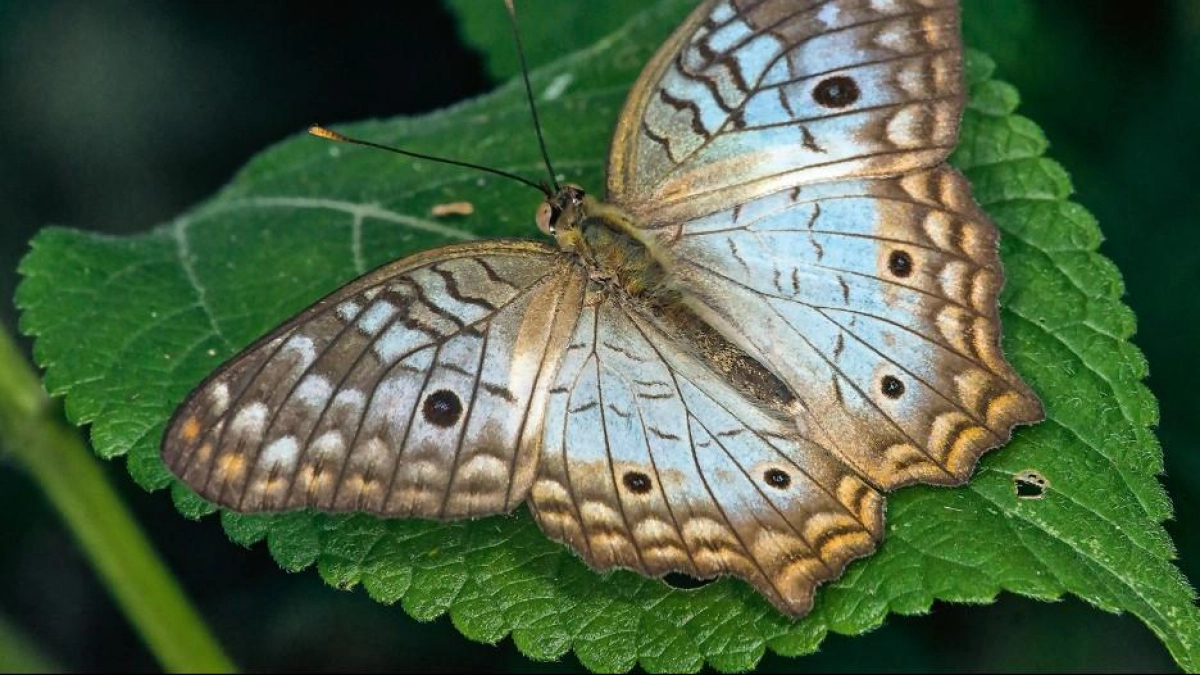 Colombia busca liderar el primer registro global de mariposas con una movilización científica y ciudadana: así puede sumarse