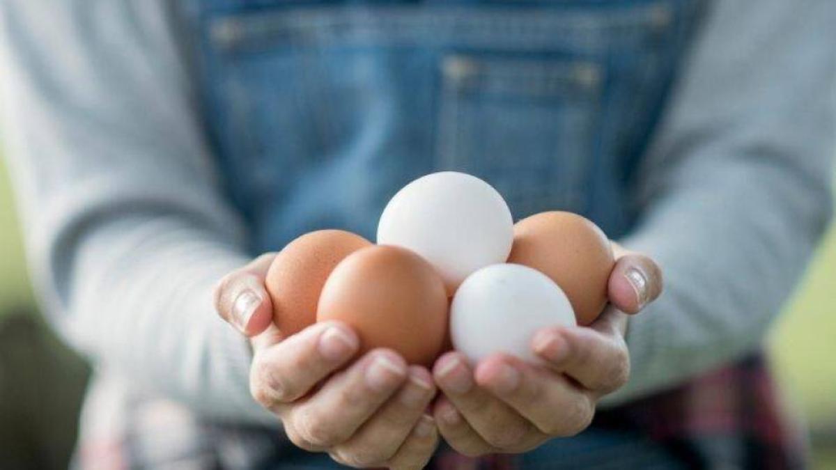 Avicultores colombianos donan un millón de huevos para combatir la inseguridad alimentaria