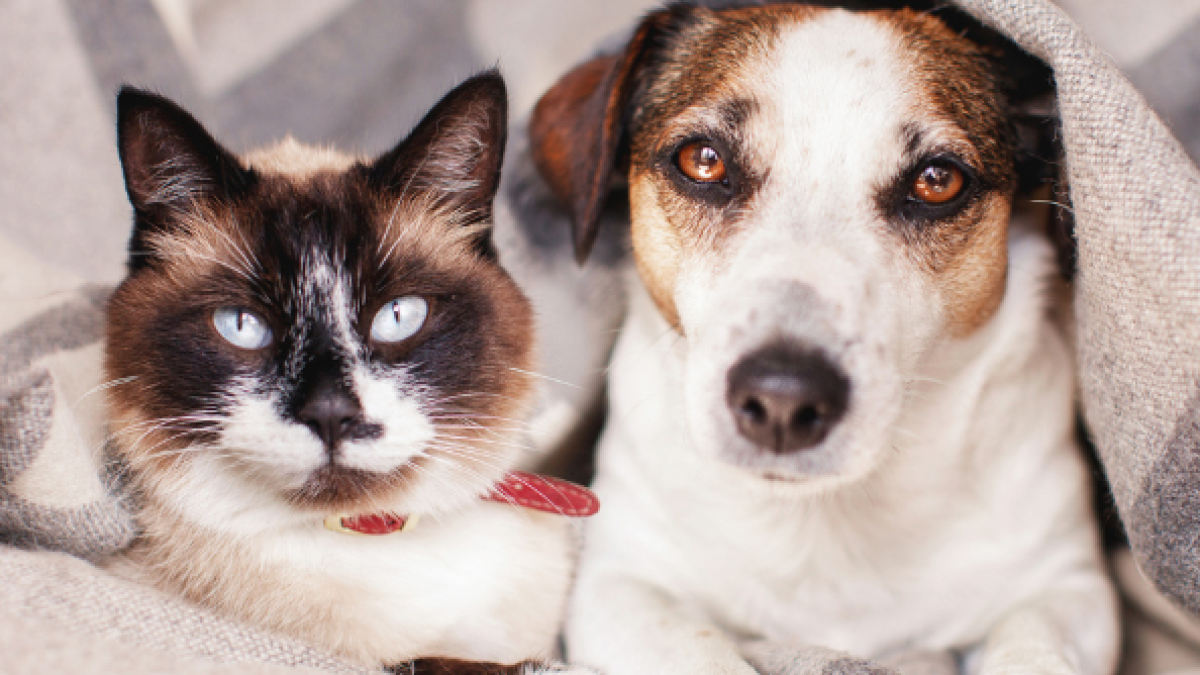 cuánto cuesta el seguro para perros en canadá